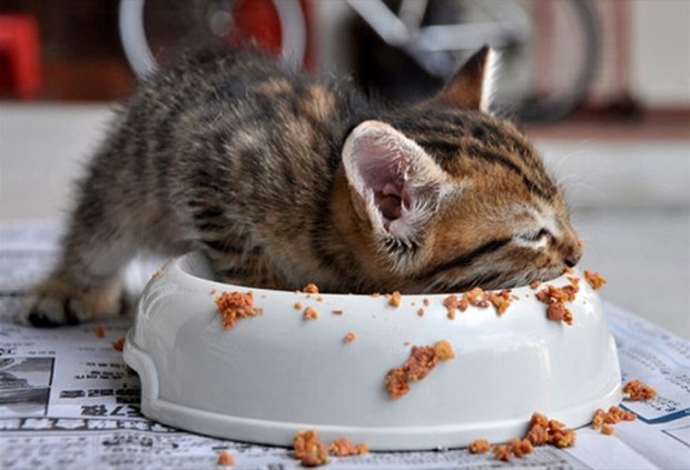 cats-foodcoma9