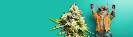 Regular Autoflower Seeds USA - The Ultimate Guide Regular Autoflower Seeds USA - The Ultimate Guide
