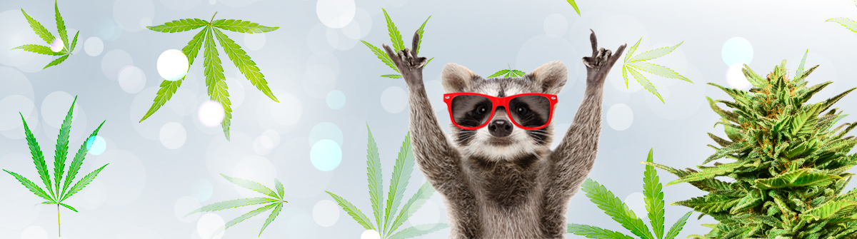 Regular Autoflower Seeds USA - The Ultimate Guide Regular Autoflower Seeds USA - The Ultimate Guide