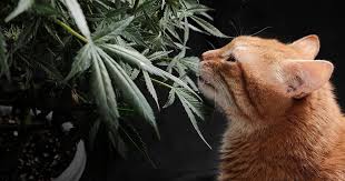 Regular Autoflower Seeds USA - The Ultimate Guide Regular Autoflower Seeds USA - The Ultimate Guide